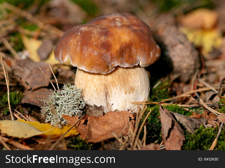 Photo representative of the fungus in the forest. Photo representative of the fungus in the forest