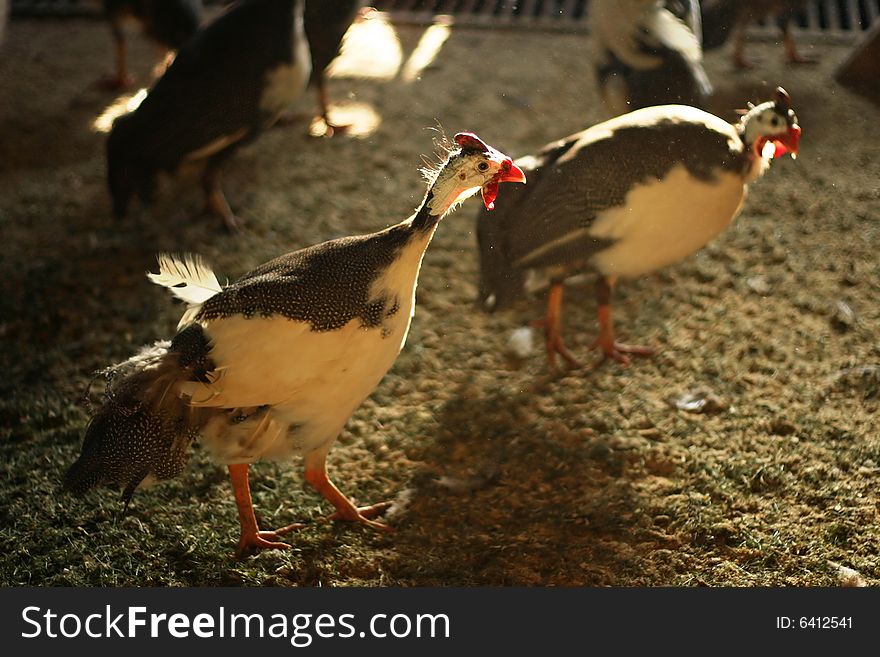 Poultry farming. Group guinea fowl.