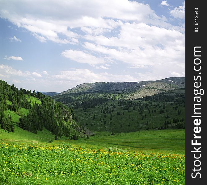 Flower fileds in high mountains of Altai, summer, blue sky, yellow flowers and forest. Flower fileds in high mountains of Altai, summer, blue sky, yellow flowers and forest