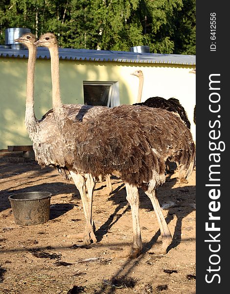 Group of ostrichs in an ostrich farm. Group of ostrichs in an ostrich farm.