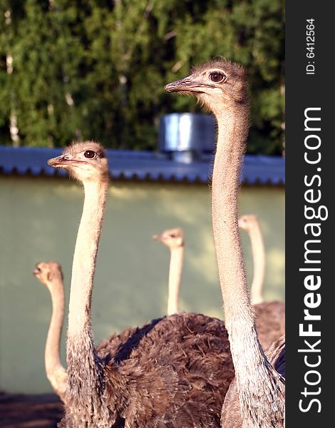 Group of ostrichs in an ostrich farm. Group of ostrichs in an ostrich farm.