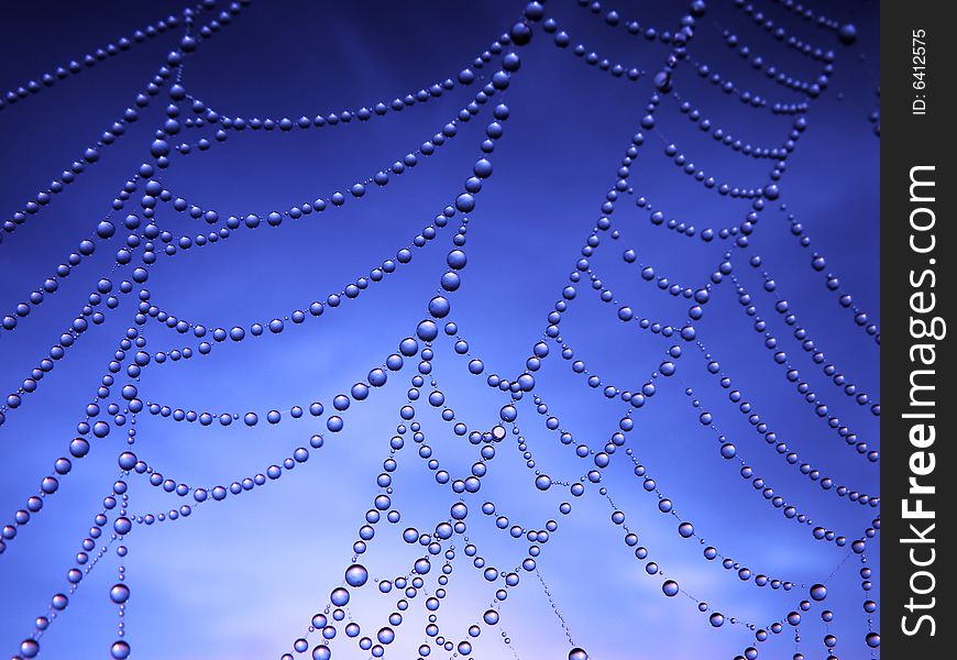 Close up of a spider web with dew drops. Close up of a spider web with dew drops