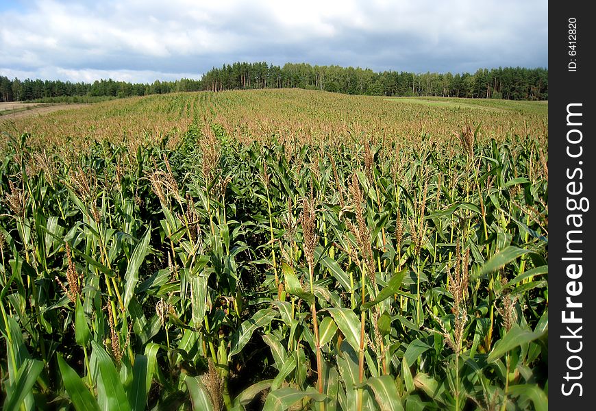 The field of the ripe corn in summer. The field of the ripe corn in summer