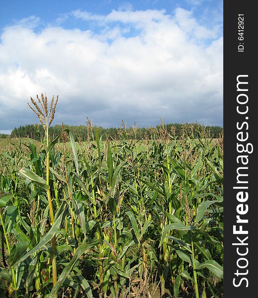 The field of the ripe corn in summer. The field of the ripe corn in summer
