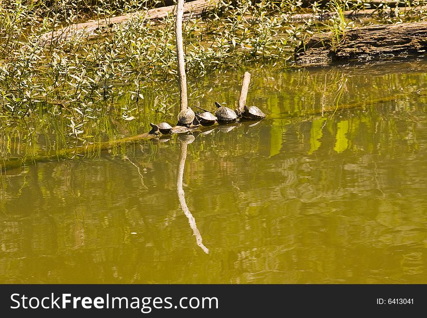 Five turtles sharing a log in a muddy lake