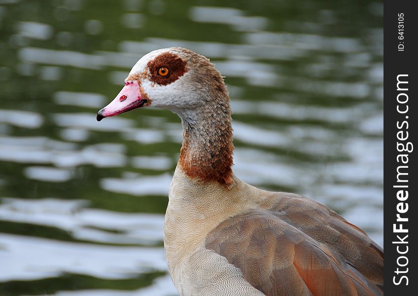 Shot of an Egyptian goose by the riverside