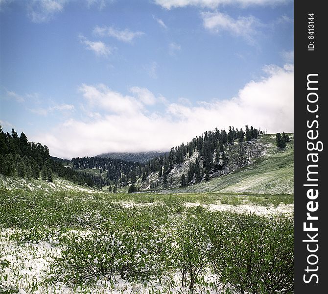 Snow in summer mountains of Altai
Pine wood, clouds and white snow