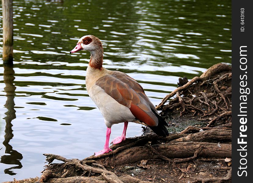 Shot of an Egyptian goose by the riverside