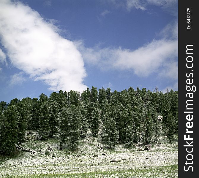 Snow in summer mountains of Altai Pine wood, clouds and white snow