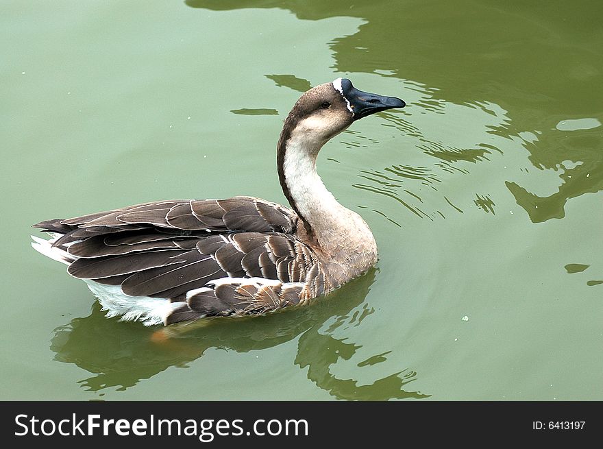 Wild goose in the lake.Xian,China.