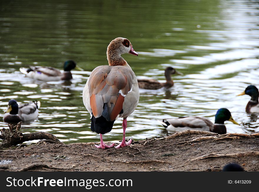 Shot of an Egyptian goose by the riverside