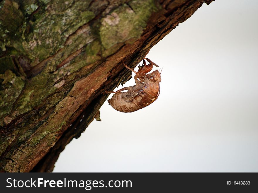 An empty cicada shell attached to the bark of a tree.