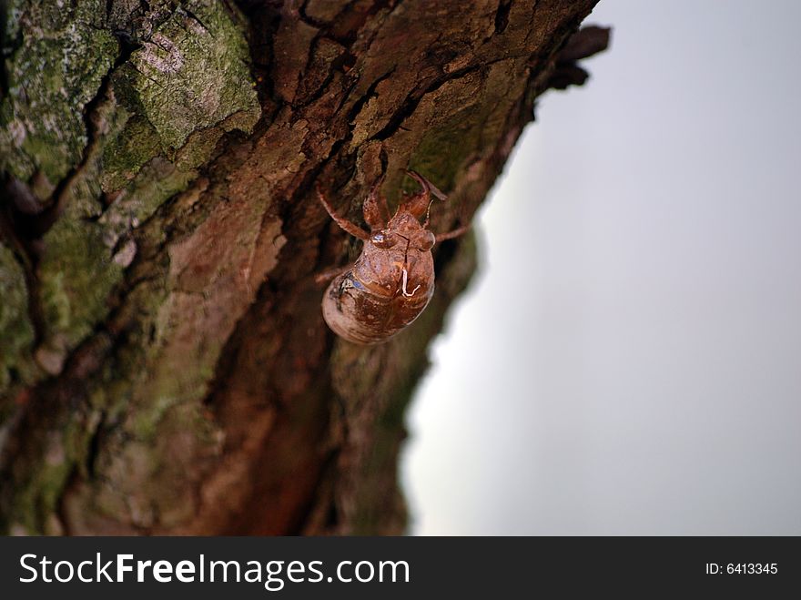 An empty cicada shell attached to the bark of a tree.