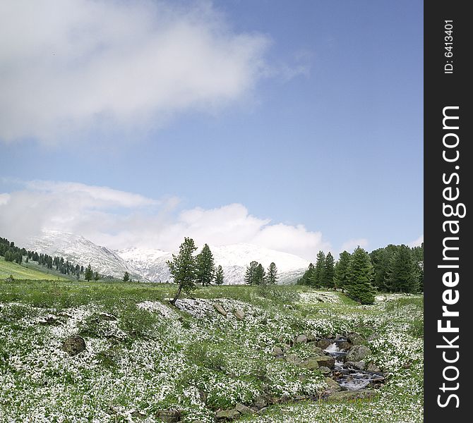 Snow in summer mountains of Altai
Pine wood, clouds and white snow