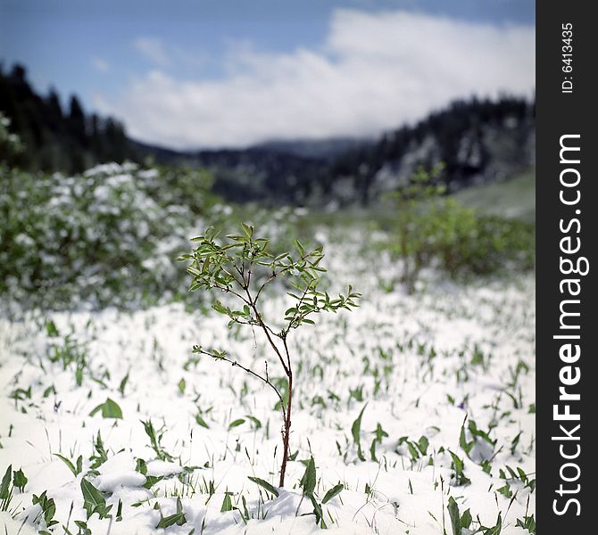 Snow in summer mountains of Altai
Pine wood, clouds and white snow