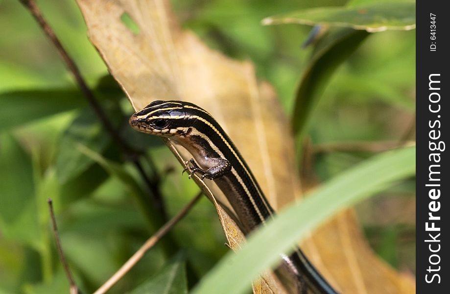 The cabrite on a plant .wating for the food .