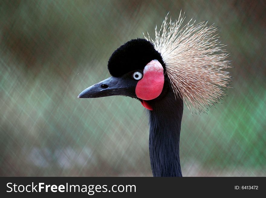 Crown bird on the blur background.