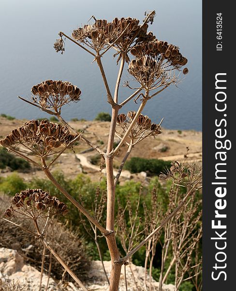 A dead plant in Dingli, Malta overlooking the mediterranean sea. A dead plant in Dingli, Malta overlooking the mediterranean sea
