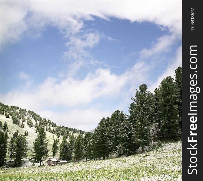 Snow in summer mountains of Altai
Pine wood, clouds and white snow