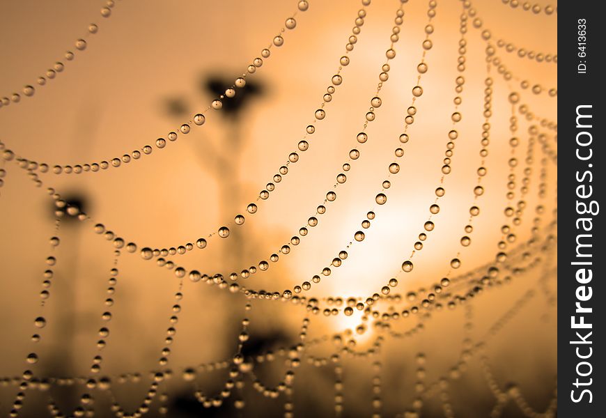 Close up of a spider web with dew drops. Close up of a spider web with dew drops