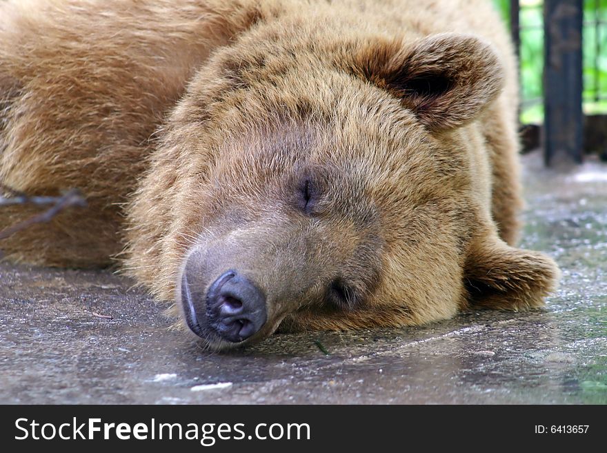 The brown bear sleeps in a cage. The brown bear sleeps in a cage