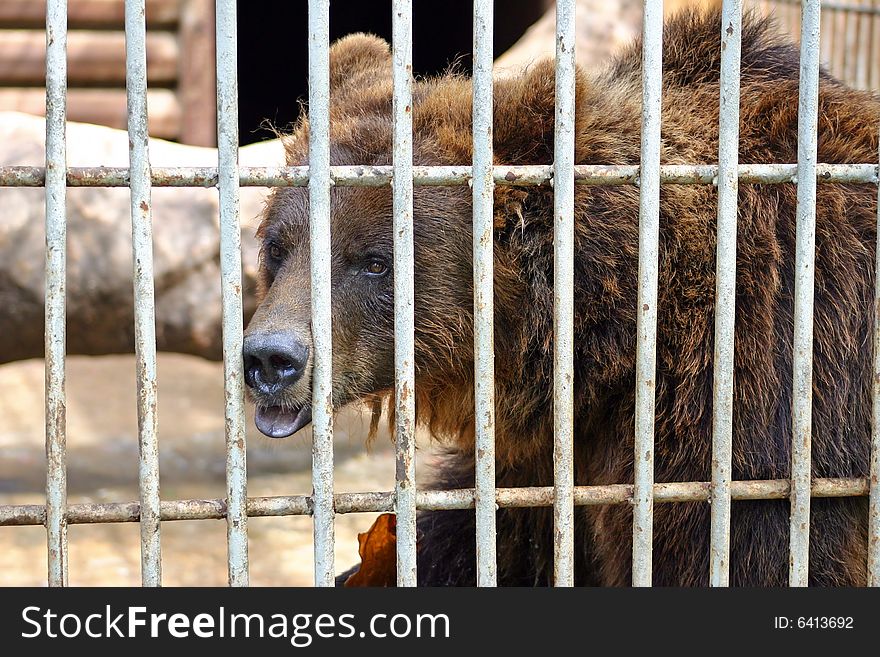 The brown bear is behind a lattice. The brown bear is behind a lattice