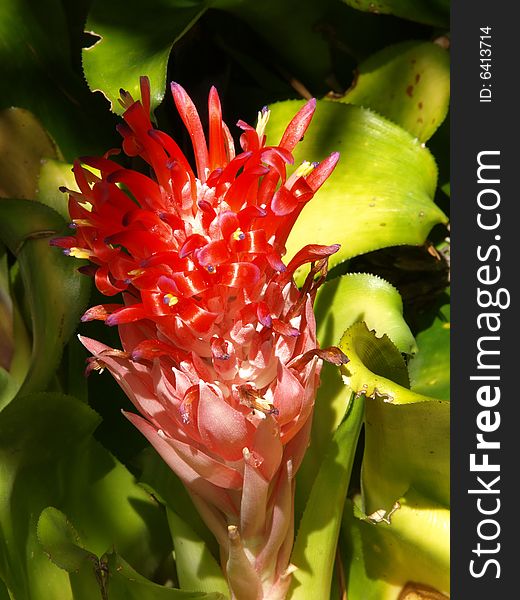 Close up photo of a bright red bromeliad. Close up photo of a bright red bromeliad