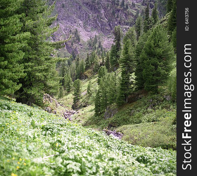 Coniferous forest in high mountains, summer