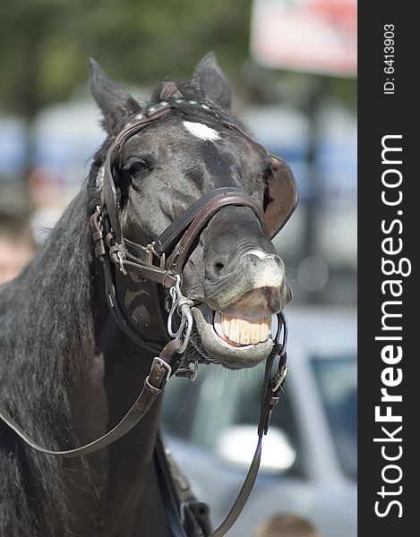 Close-up of a black horse showing his teeth