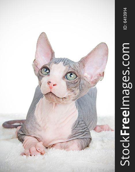 Attentive sphinx kitten, studio isolated