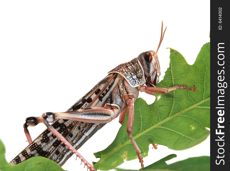 Locust eating a leaf of an oak - macro shot