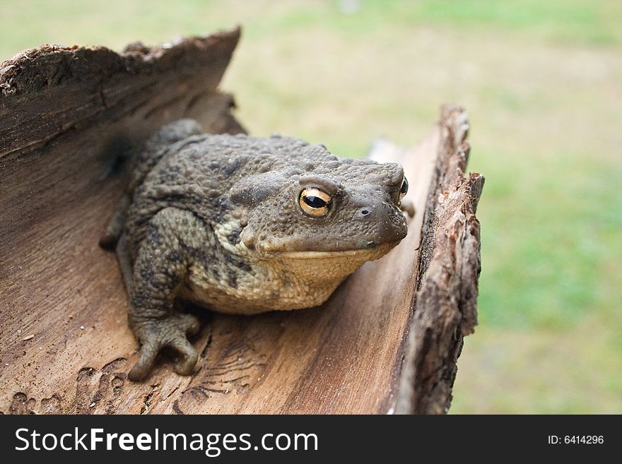 European common toad bufo bufo