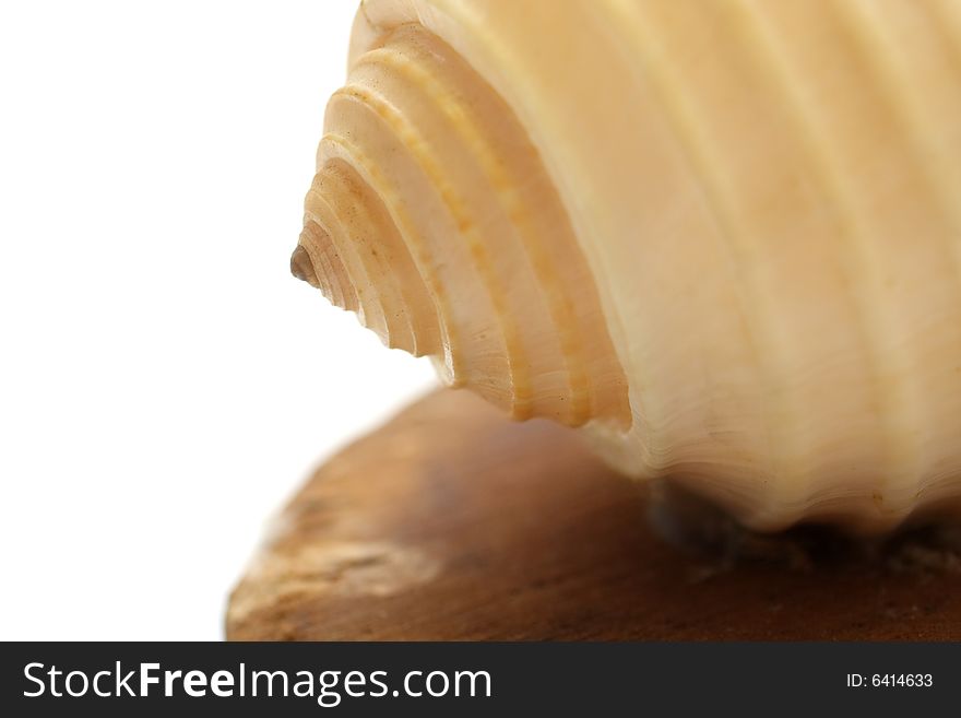 Close up of a seashell on white background. Close up of a seashell on white background