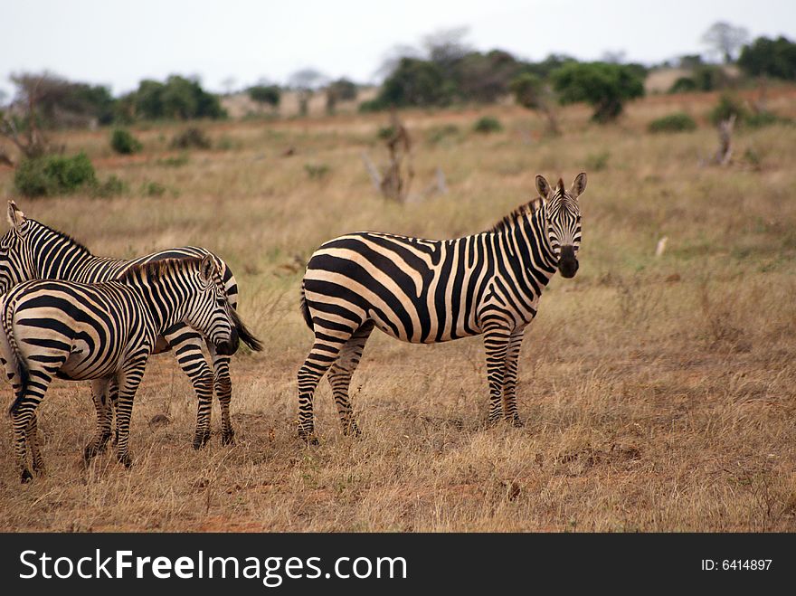 Some zebras in the Tsavo National Park, Kenya. Some zebras in the Tsavo National Park, Kenya