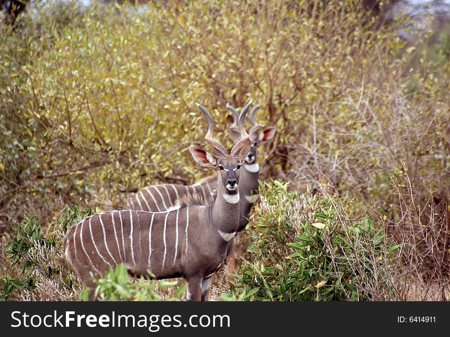 Two male kudu, Tsavo National Park, Kenya. Two male kudu, Tsavo National Park, Kenya