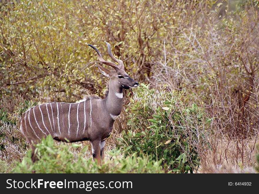 A male kudu antelope, Tsavo National Park, Kenya. A male kudu antelope, Tsavo National Park, Kenya