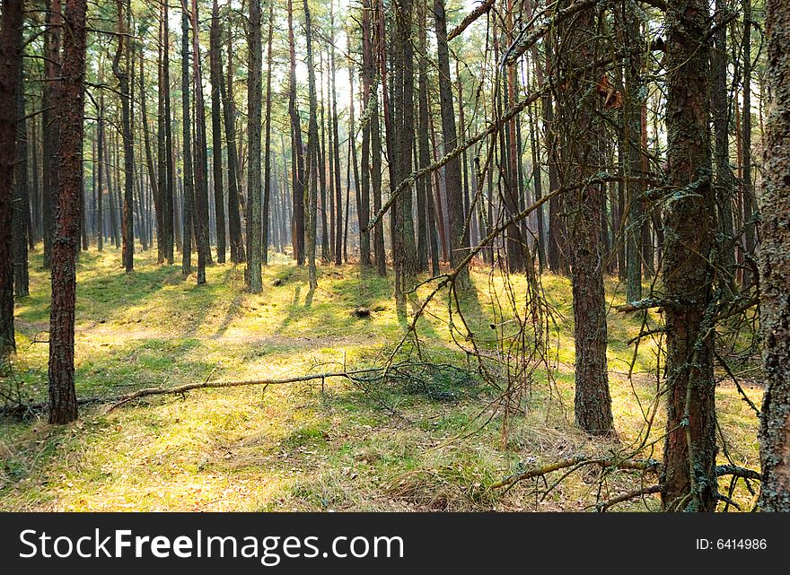 Sunny pine forest at Curonian Spit