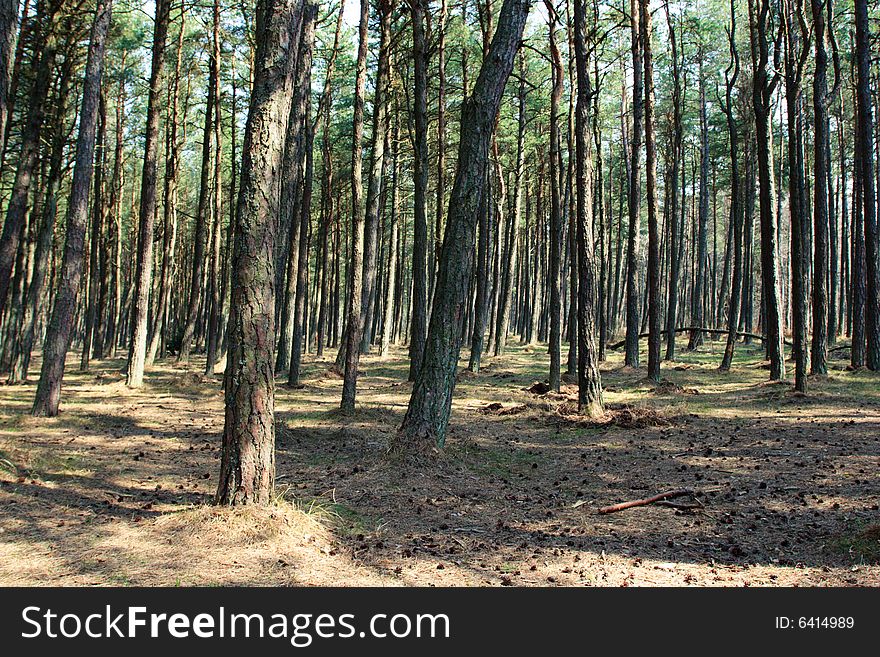 Sunny pine forest at Curonian Spit