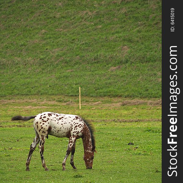 Dapple foal feeding on meadow