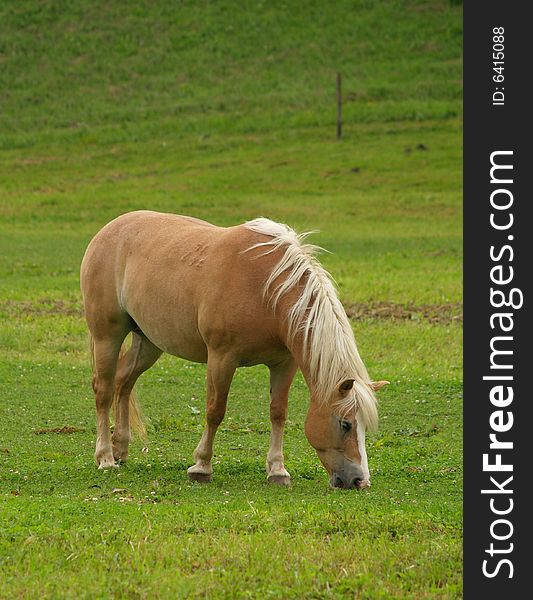 Brown horse feeding on meadow