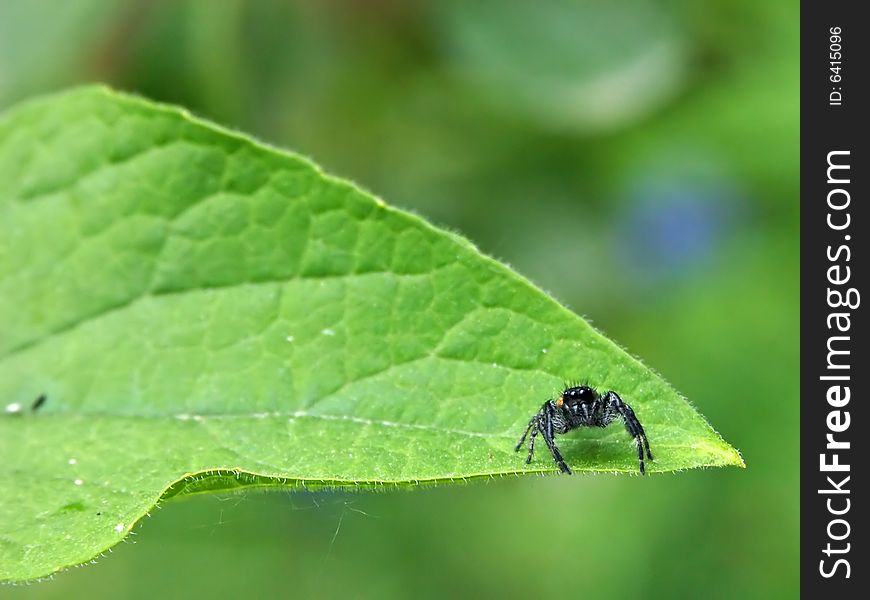 Spider on the edge of a bright green leaf. Spider on the edge of a bright green leaf