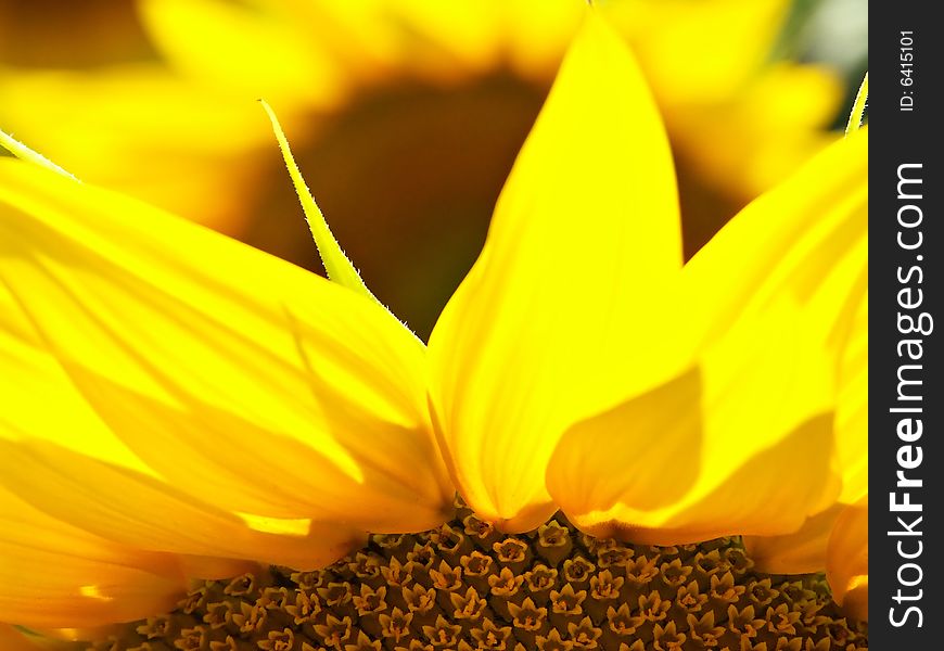 Back lit top part of a sunflower in a sunflower field. Back lit top part of a sunflower in a sunflower field