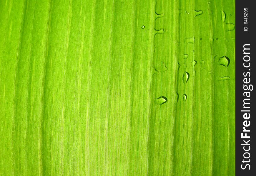 A closeup of a perfect banana leave during the monsoon, some raindrops on the surface. A closeup of a perfect banana leave during the monsoon, some raindrops on the surface.