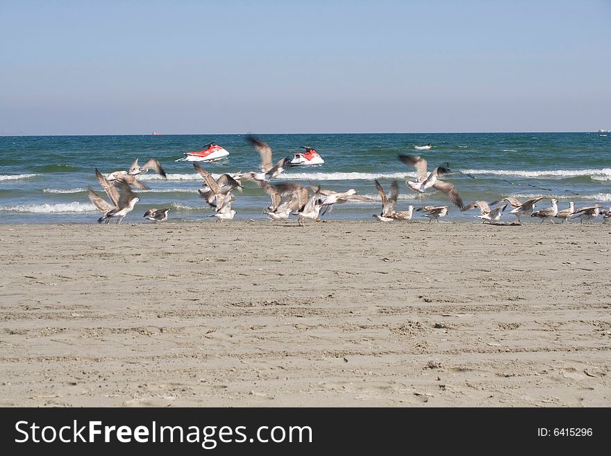 Flying seagulls on the beach