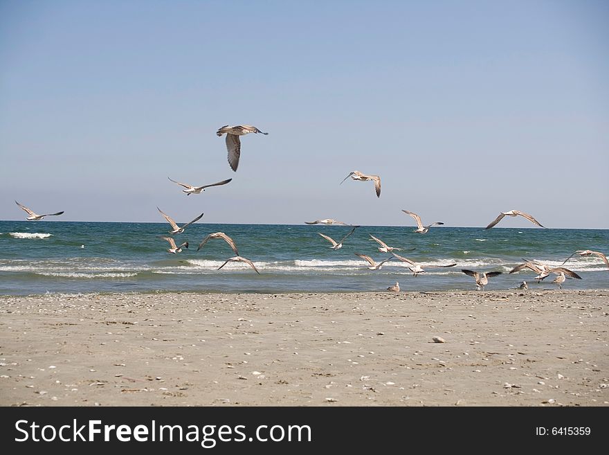 Flying seagulls on the beach