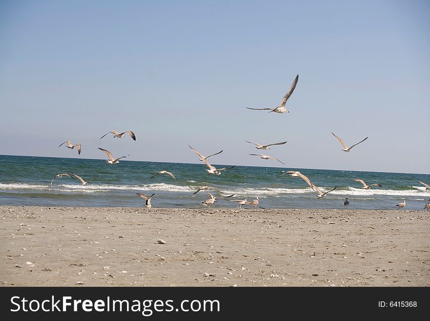 Flying seagulls on the beach