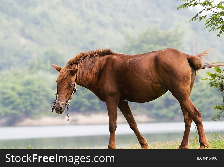 The horse in a meadow . it looks very beautiful