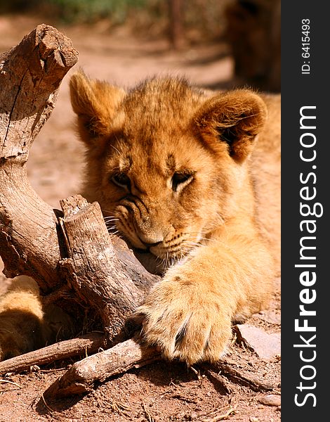 An african female lion cub chewing on a log on a breeding farm. An african female lion cub chewing on a log on a breeding farm