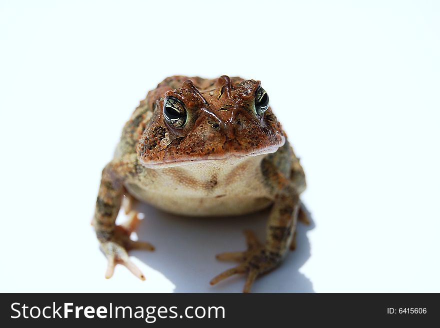 Brown toad on white background