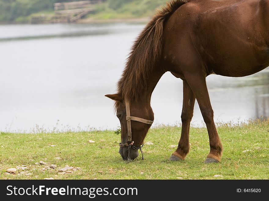 The horse in a meadow . it looks very beautiful